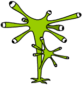 Schleimplosonius
